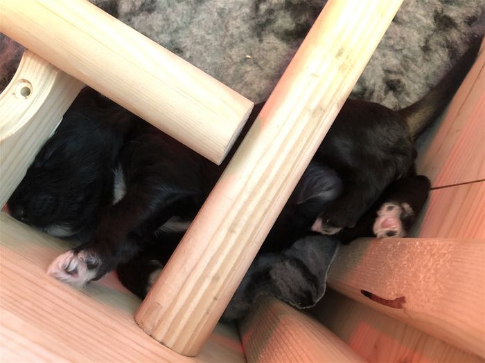Dice - someone has put Baby in a corner ;)