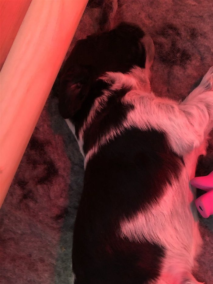 Bass - kanskje den som ligner mest på pappa Linus? Blir spennende åse!